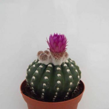 Notocactus uebelmannianus inermis